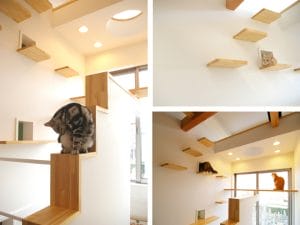 cat-house