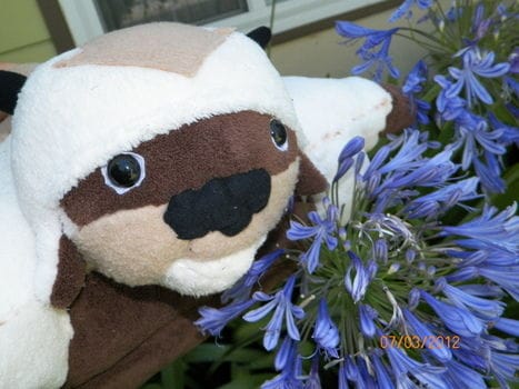 appa pillow pet