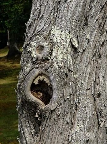 Picture this... tormented tree faces