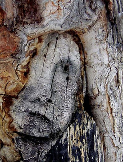 Picture This Tormented Tree Faces   Scary Tree Sad Face 