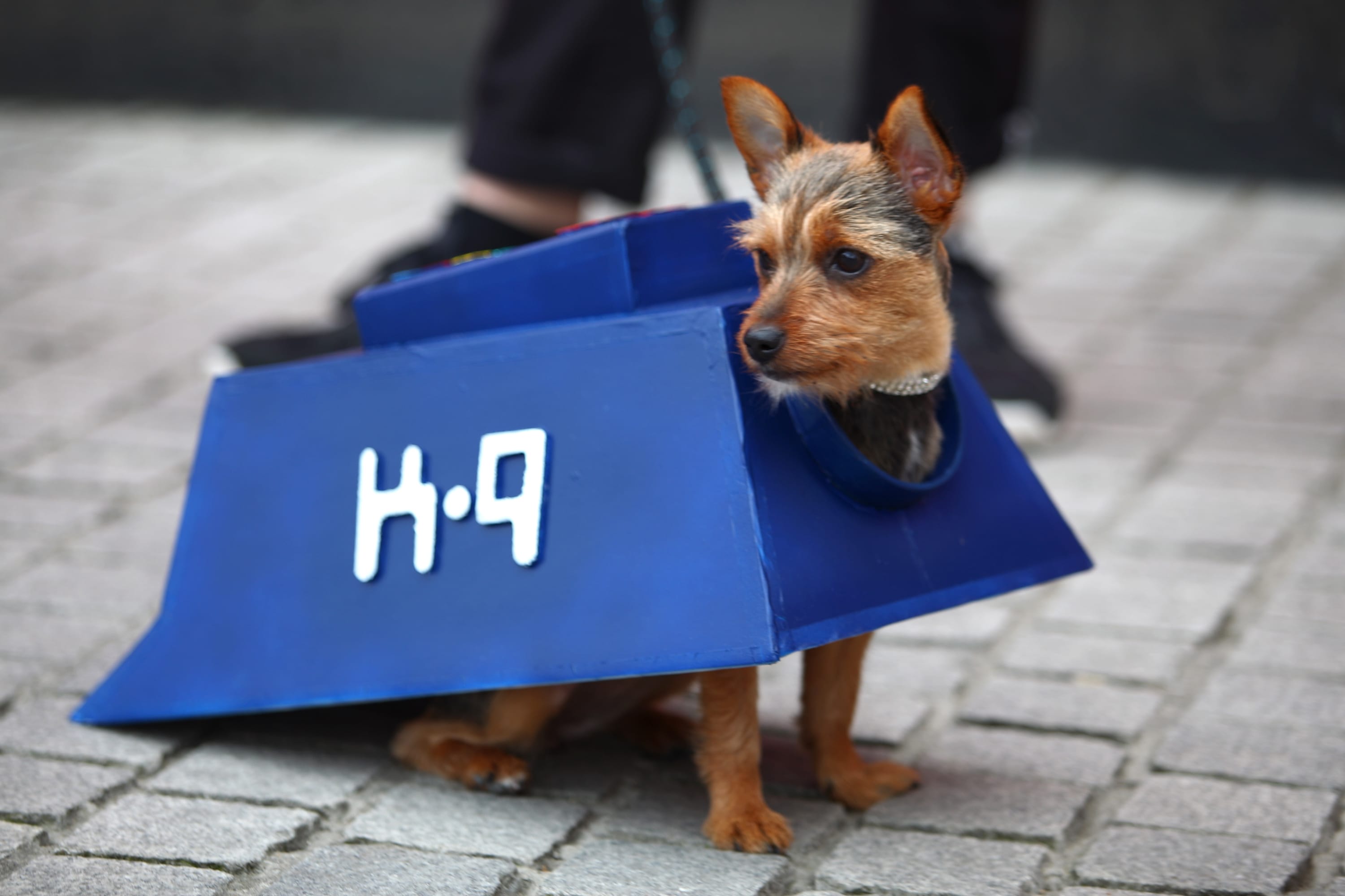 Owners Enter Their Dogs In To The Sci-fi Dogs Parade