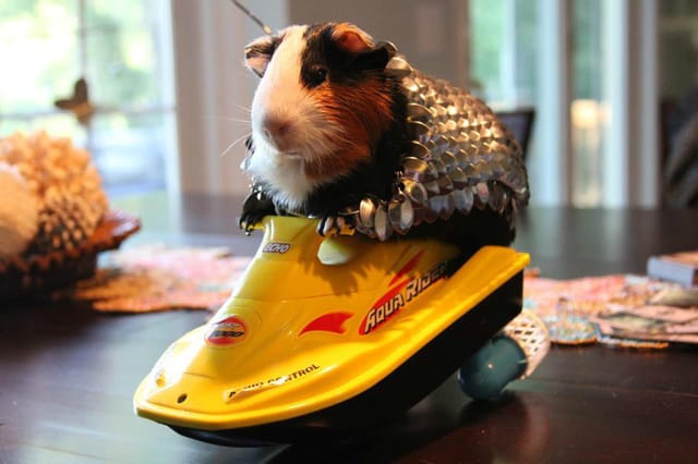 Armoured guinea pig 2