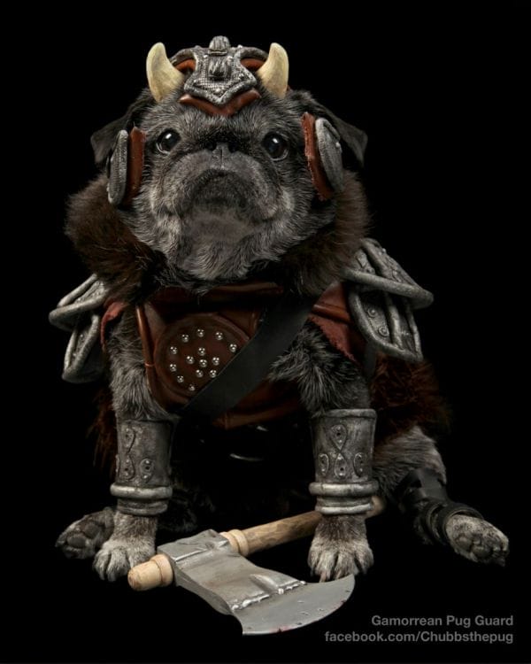 chubbs-gamorrean-guard-pug