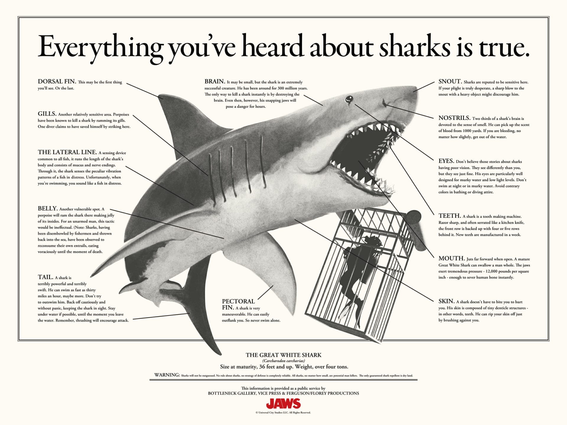 Everything you've heard about sharks is true