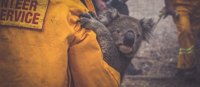 Koala bushfire rescue