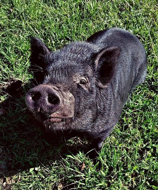 Gideon the pig of Fat Goblin Games