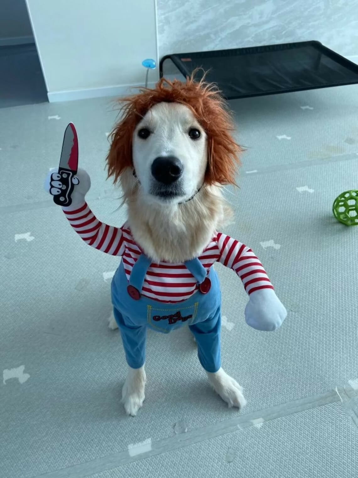 Halloween dog cosplay: Bulldogs make the best Chucky