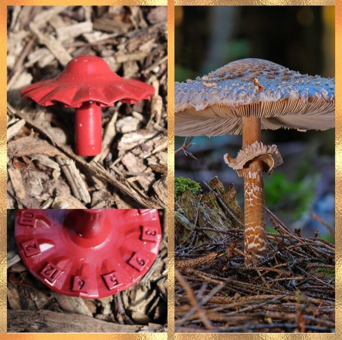 Mushroom dice sample