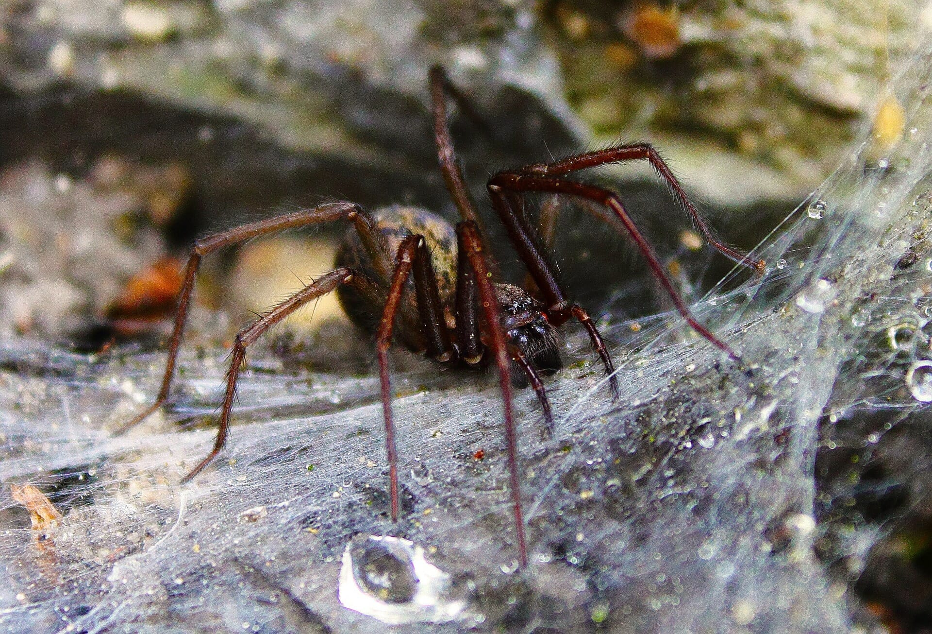 The One Ring Shelob’s Siblings