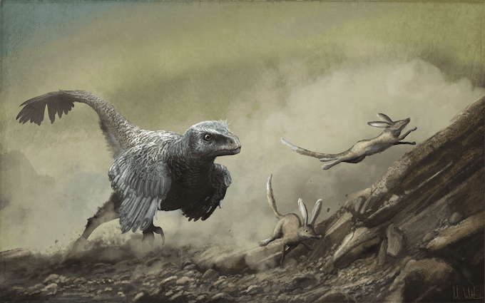 Small feathered dinosaur stalking fleeing rodent-mammal