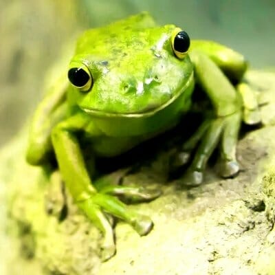 A green frog photo