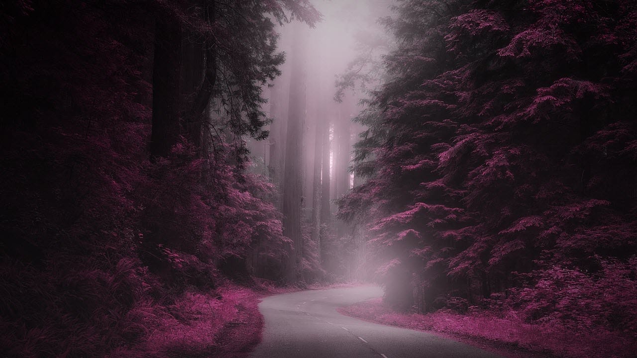 Dark purple path through woods