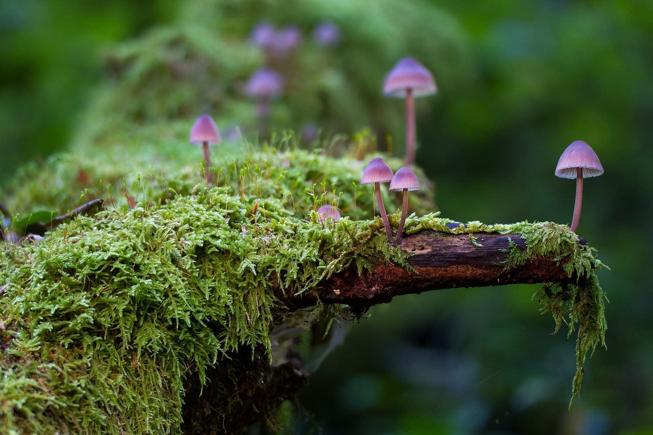 Mushrooms on a mossy branch